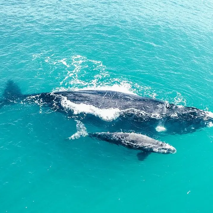 Baleia-franca nadando com o filhote em mar azul-turquesa, vista por drone